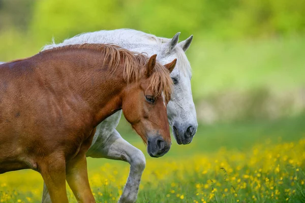 Cheval Blanc Brun Sur Champ Fleurs Jaunes Animaux Ferme Dans — Photo