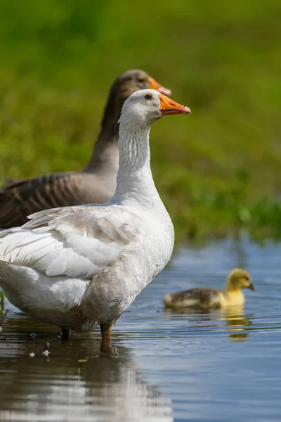 Dwie Gęsi Goslingiem Brzegu Rzeki Wiosną Zwierzęta Gospodarskie Wodzie — Zdjęcie stockowe