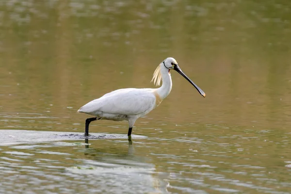池の上にユーラシアのスプーンビル 自然の生息地の水の鳥 野生動物のシーン — ストック写真