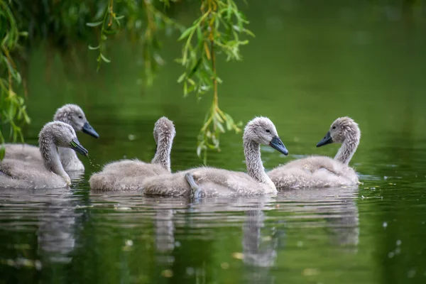 Cinco Cygnets Día Verano Aguas Tranquilas Pájaro Hábitat Natural Vida —  Fotos de Stock