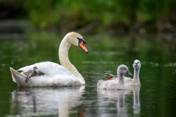 Tysta Svanen Cygnus Olor Med Baby Cygnets Sommardagen Lugnt Vatten — Stockfoto