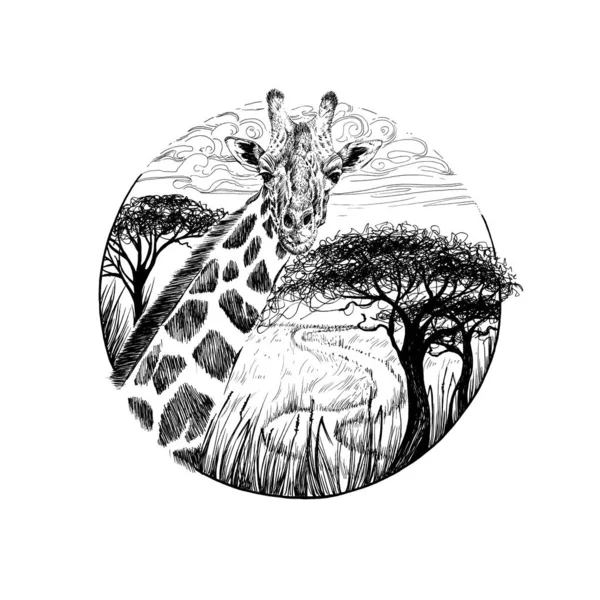 Ручной Рисунок Жирафа Набросок Графики Монохромная Иллюстрация Белом Фоне Оригиналы — стоковое фото