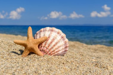 Sıcak ve güneşli bir günde deniz kenarında deniz kabukları