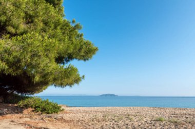 Kumsalda güneşli çam ağacı. Güzel yaz manzarası 