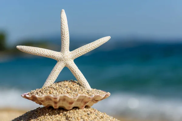 Seashells Areia Junto Mar Dia Quente Ensolarado — Fotografia de Stock
