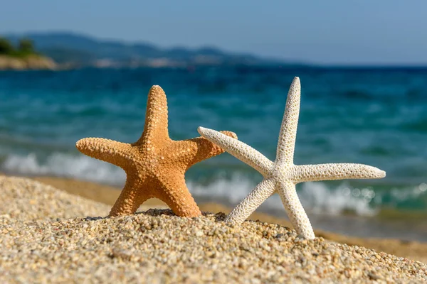 在炎热的阳光灿烂的日子里 海星在海边的沙滩上嬉戏 — 图库照片