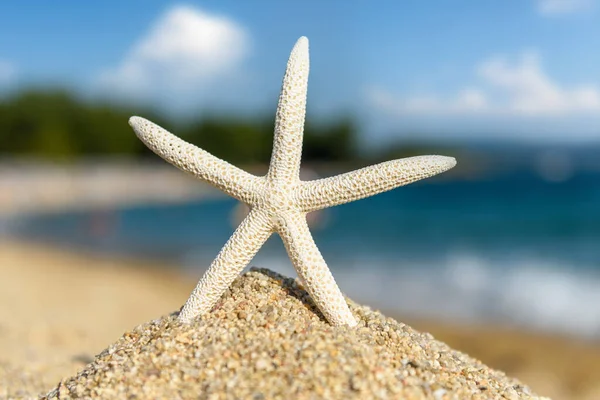 Sjöstjärnor Snäckor Sanden Vid Havet Varm Solig Dag — Stockfoto