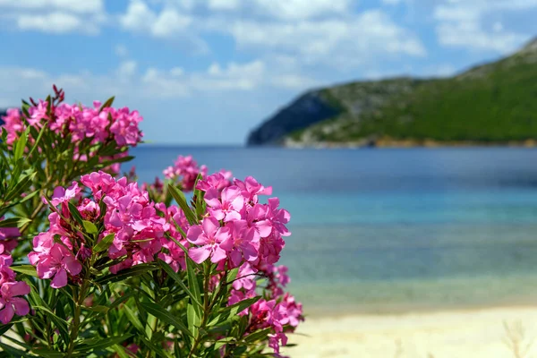 Rosa Blommor Oleander Nära Havet Bakgrund — Stockfoto