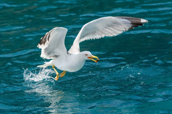 Seagulls Flies Sea Hunting Fish — Stock Photo, Image