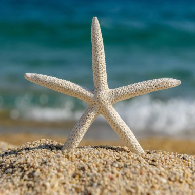 Sıcak ve güneşli bir günde deniz kenarındaki kumsalda deniz yıldızları.
