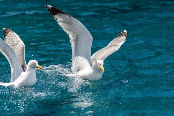 Чайки Летают Над Морем Охотятся Рыб — стоковое фото