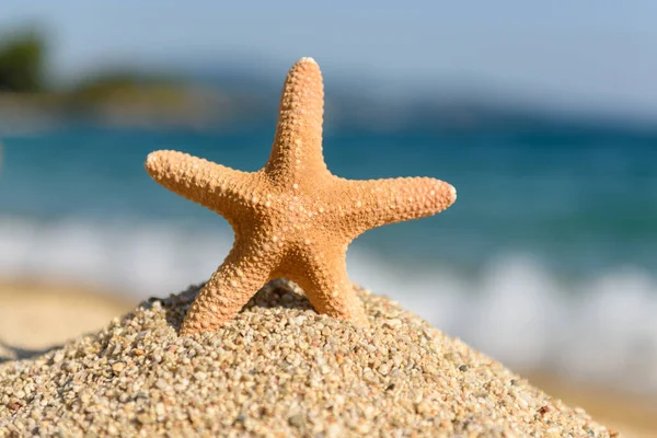 Conchas Starfish Areia Junto Mar Dia Ensolarado Quente — Fotografia de Stock