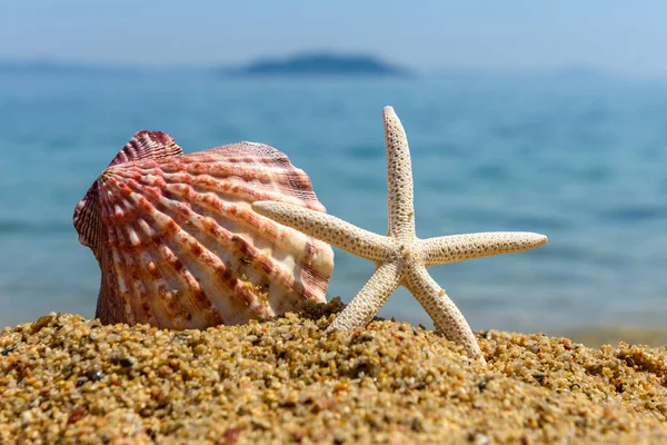 Snäckskal Sanden Vid Havet Varm Solig Dag — Stockfoto