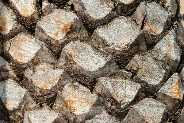 Upper Trunk Detail Palm Tree Background Texture Pattern — Stock Photo, Image