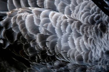 Siyah kuğu kanadı tüy dokusu arkaplanı