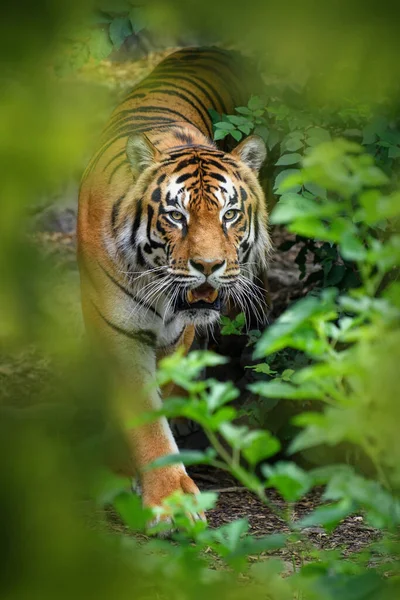 Tiger, wild animal in the natural habitat. Big cat, endangered animal hidden in forest