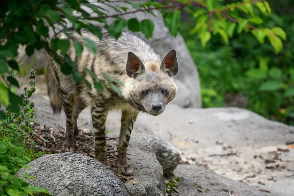 脱光了的土狼 动物在自然界的栖息地 草丛中的鬣狗 — 图库照片