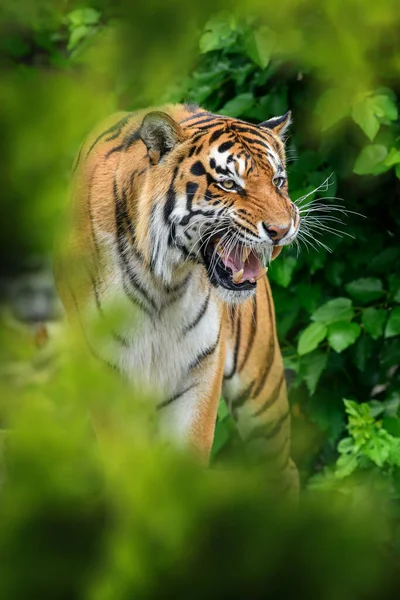 Tiger Vilda Djur Den Naturliga Livsmiljön Stor Katt Utrotningshotat Djur — Stockfoto
