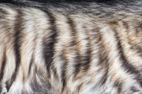 真正的土狼皮质感 Fur背景纹理图像背景 — 图库照片