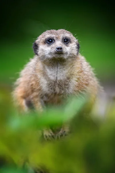 かわいいMeerkat何かを探して立っている 自然環境におけるスリカータの野生捕食者 自然からの野生動物のシーン — ストック写真