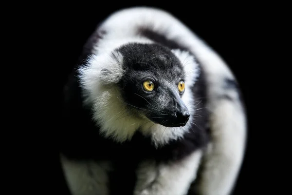Stäng Svart Vit Rufsig Lemur Svart Bakgrund — Stockfoto