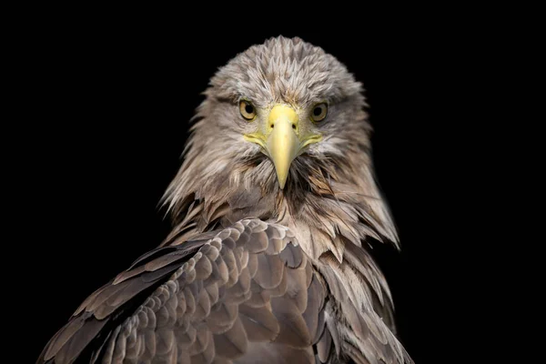 Zamknij Się White Tailed Portret Orła Czarnym Tle — Zdjęcie stockowe