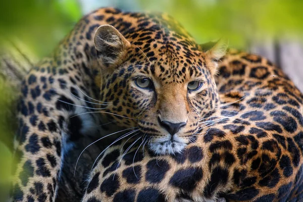Lampart Dzikie Zwierzę Środowisku Naturalnym Duży Kot Ukryty Lesie — Zdjęcie stockowe