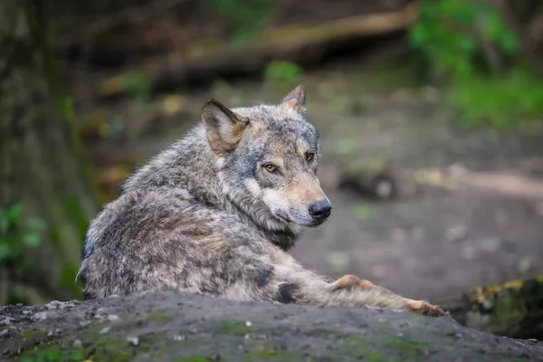 Šedý Vlk Canis Lupus Letním Světle Lese Vlk Přírodním Prostředí — Stock fotografie