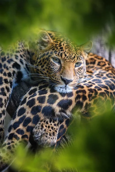 Lampart Dzikie Zwierzę Środowisku Naturalnym Duży Kot Ukryty Lesie — Zdjęcie stockowe