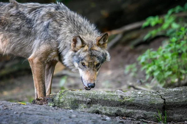 Lobo Gris Canis Lupus Luz Del Verano Bosque Lobo Hábitat — Foto de Stock