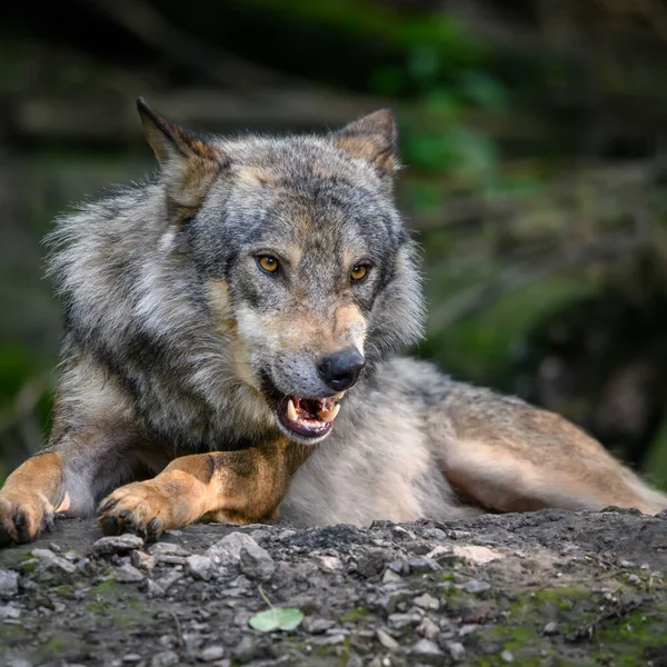 Lobo Gris Canis Lupus Luz Del Verano Bosque Lobo Hábitat — Foto de Stock