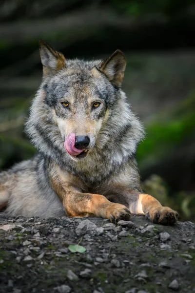 Grå Varg Canis Lupus Sommarljuset Skogen Varg Naturmiljön — Stockfoto