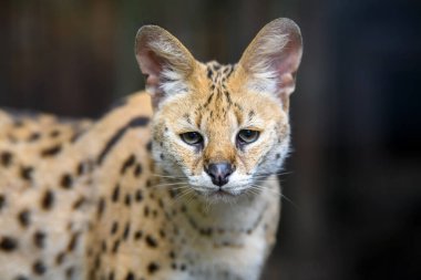 Genç serval kedisi (Felis serval) portresini kapat