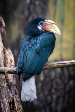 Papuan Hornbill, Blyth boynuz gagası (Rhyticeros plicatus). Güzel orman boynuzu, doğa manzarası.