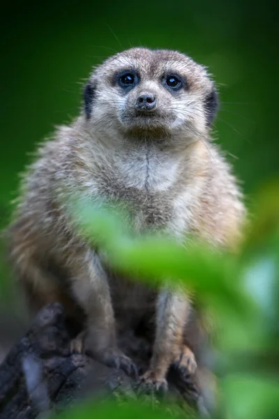 かわいいMeerkat何かを探して立っている 自然環境におけるスリカータの野生捕食者 自然からの野生動物のシーン — ストック写真