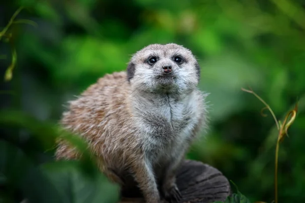 かわいいMeerkat何かを探して立っている 自然環境におけるスリカータの野生捕食者 自然からの野生動物のシーン — ストック写真