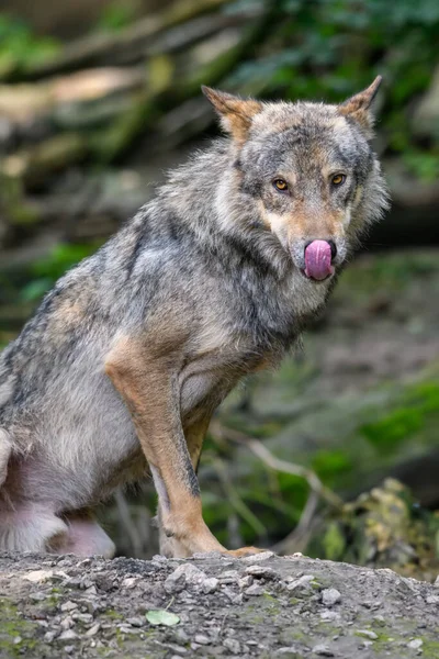 Gri Kurt Canis Lupus Yaz Işığında Ormanda Doğal Ortamdaki Kurt — Stok fotoğraf