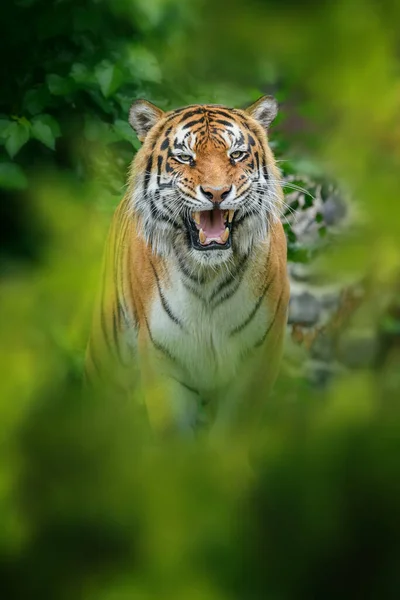 Tigris Vadállat Természetes Élőhelyen Nagy Macska Veszélyeztetett Állat Elrejtve Erdőben — Stock Fotó