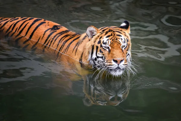 Tiger Swimming Water Pond Wild Animal Nature Habitat — Stock Photo, Image