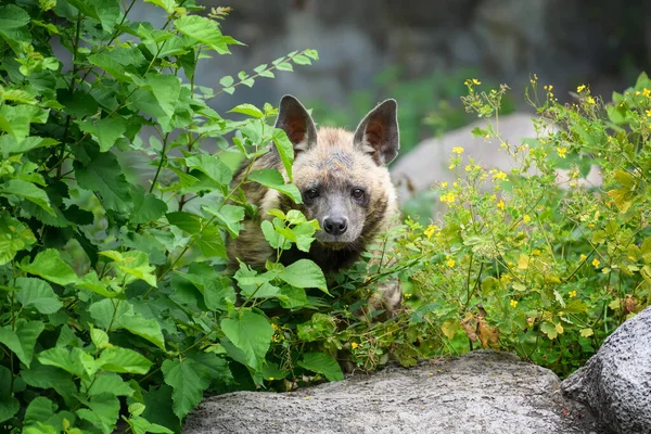 Proužkovaná Hyena Hyaena Hyaena Zvíře Přírodním Prostředí Hyena Trávě — Stock fotografie