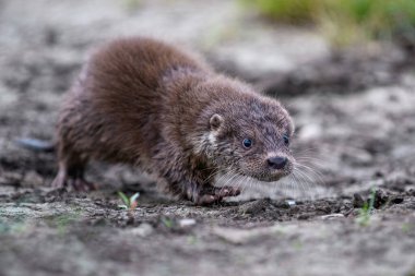 Lutra doğada yaşıyor. Su avcısının portresi. Nehirden gelen hayvan. Vahşi yaşam sahnesi