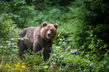 Vahşi yetişkin Boz Ayı (Ursus Arctos) yaz ormanında. Doğada tehlikeli bir hayvan. Vahşi yaşam sahnesi