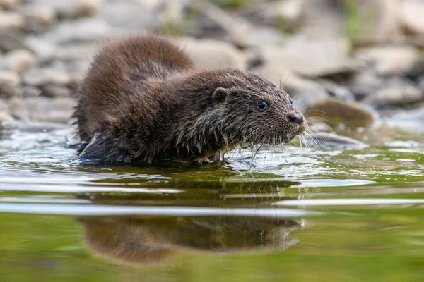 Lutra Nell Habitat Naturale Ritratto Predatore Acqua Animale Del Fiume — Foto Stock