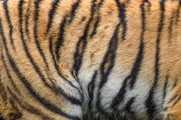 Primer Plano Textura Piel Tigre Real Tigris Piel Fondo Textura — Foto de Stock