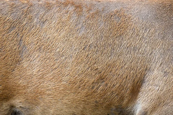 Vraie Texture Belle Peau Cerf Nature Corps Animal Motifs Fourrure — Photo