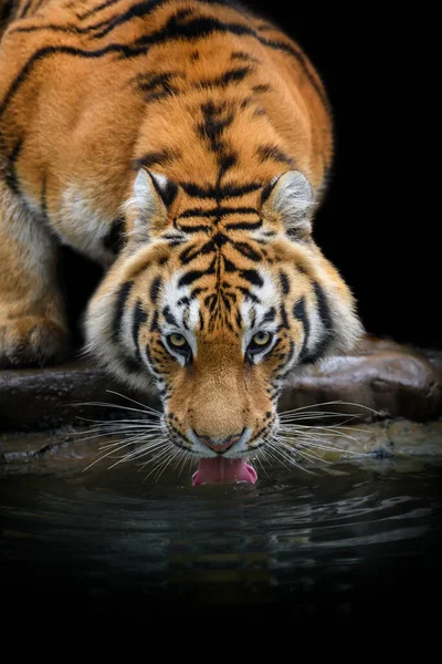 Close up Siberian or Amur tiger drinking water from lake. Wildlife scene with danger animal