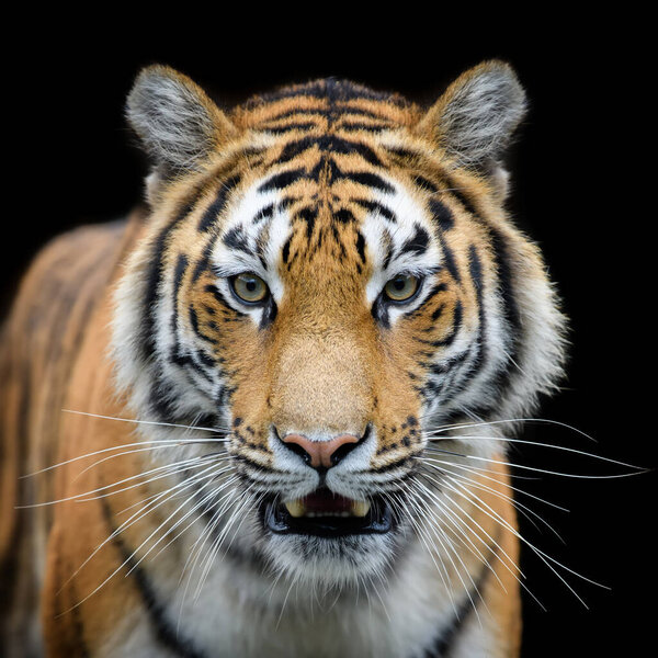 Beautiful close up detail portrait of big Siberian or Amur tiger on black background