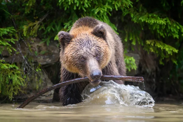野生成年棕熊 Ursus Arctos 在森林湖中玩木棍 自然界中的危险动物 野生动物场景 — 图库照片