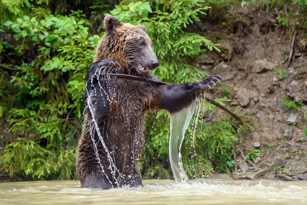 野生成年棕熊 Ursus Arctos 在森林湖中玩木棍 自然界中的危险动物 野生动物场景 — 图库照片