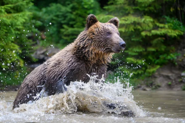 Urso Castanho Adulto Selvagem Ursus Arctos Salpicando Lago Floresta Animais — Fotografia de Stock